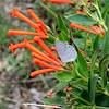 2018 August Spring Azure and a Firecracker Bush on the Catalina Camp Trail
