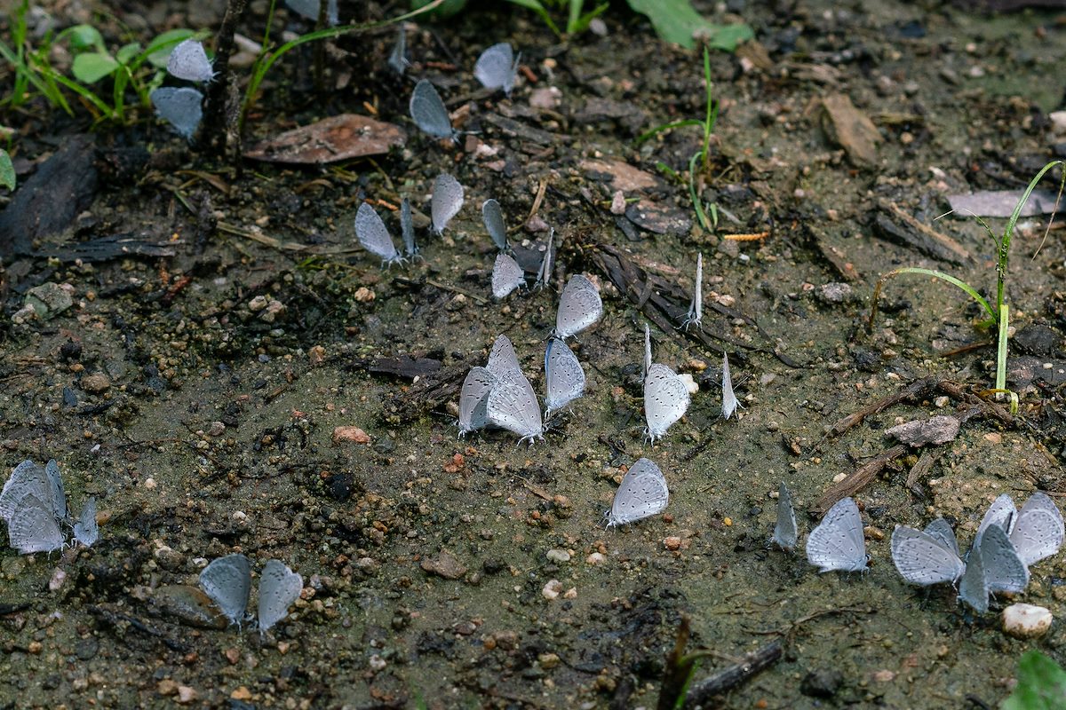 2018 August Spring Azures on the wet soil near the East Fork of the CDO on the Red Ridge Trail