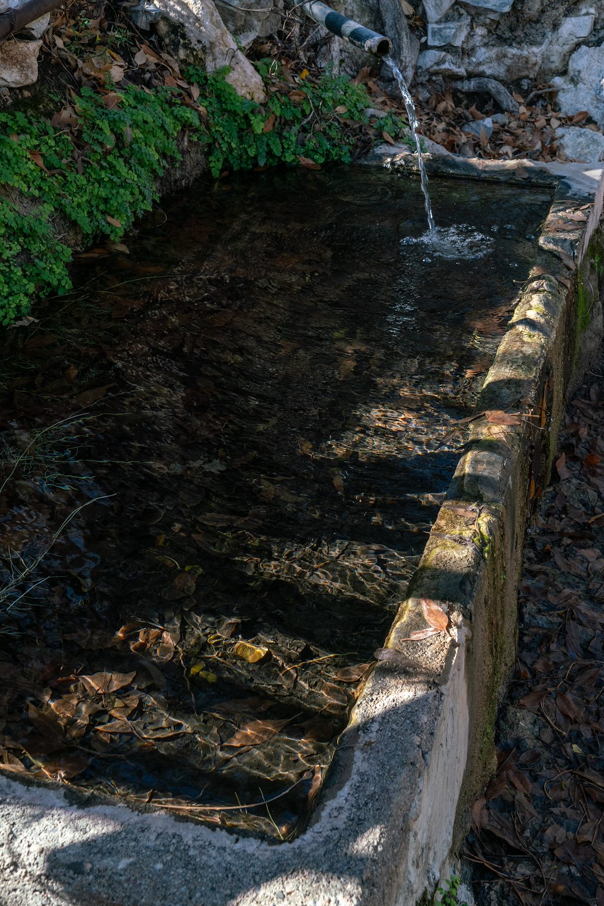 2018 December Davis Spring