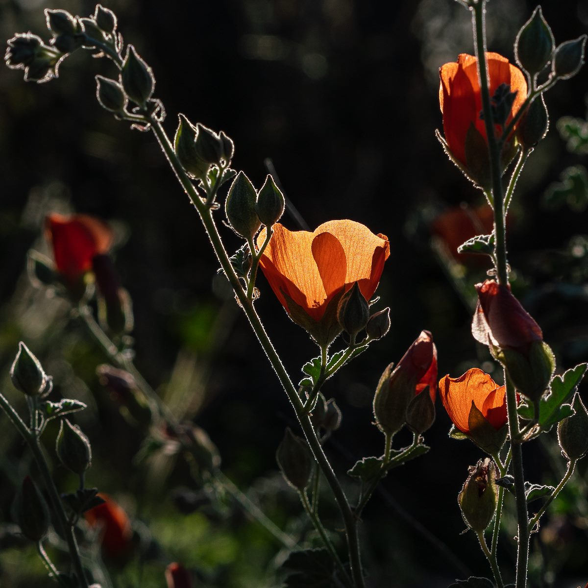 2018 December December Flowers just outside of Catalina State Park
