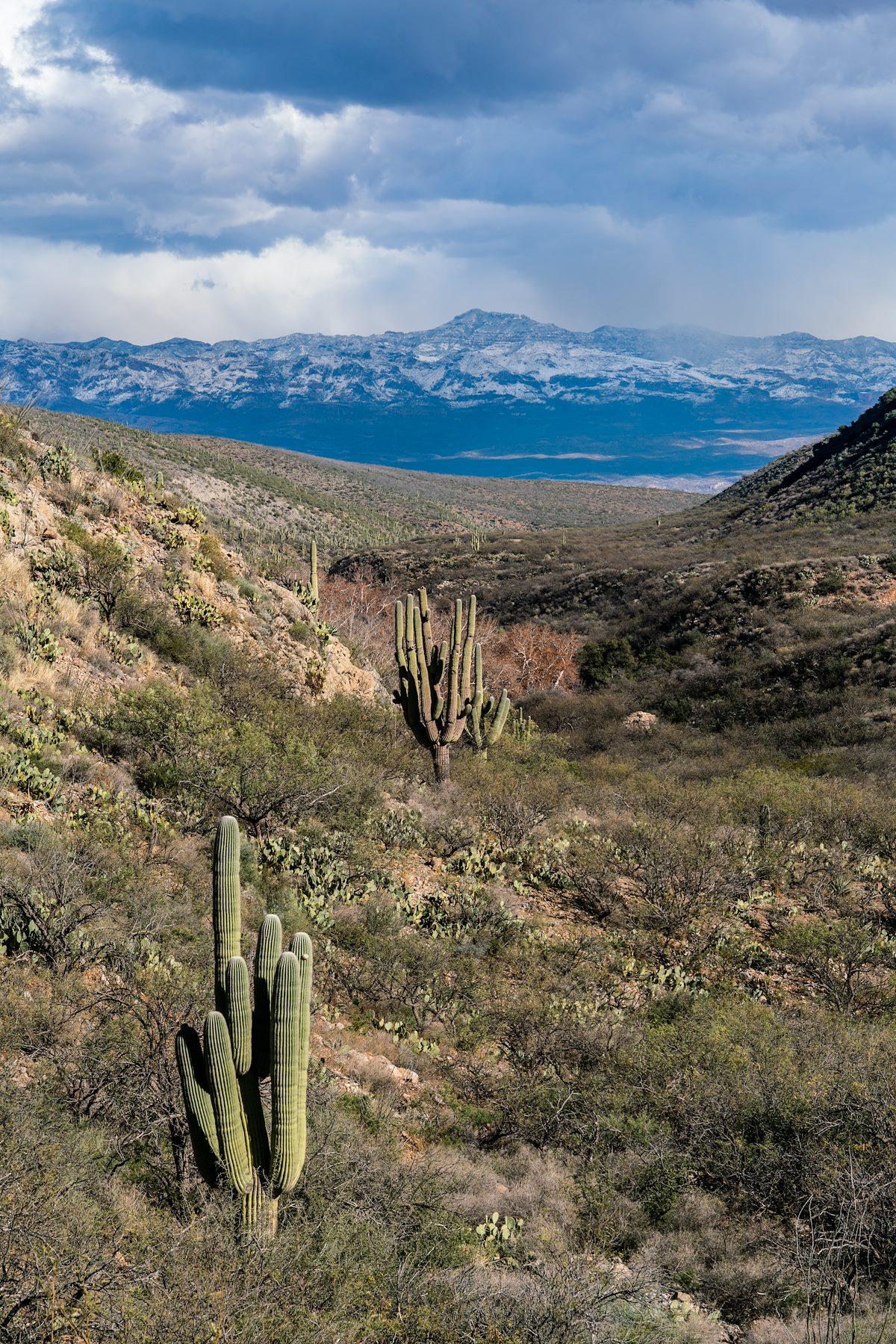 2018 December Looking down Edgar Canyon to Bassett Peak from the Davis Spring Trail