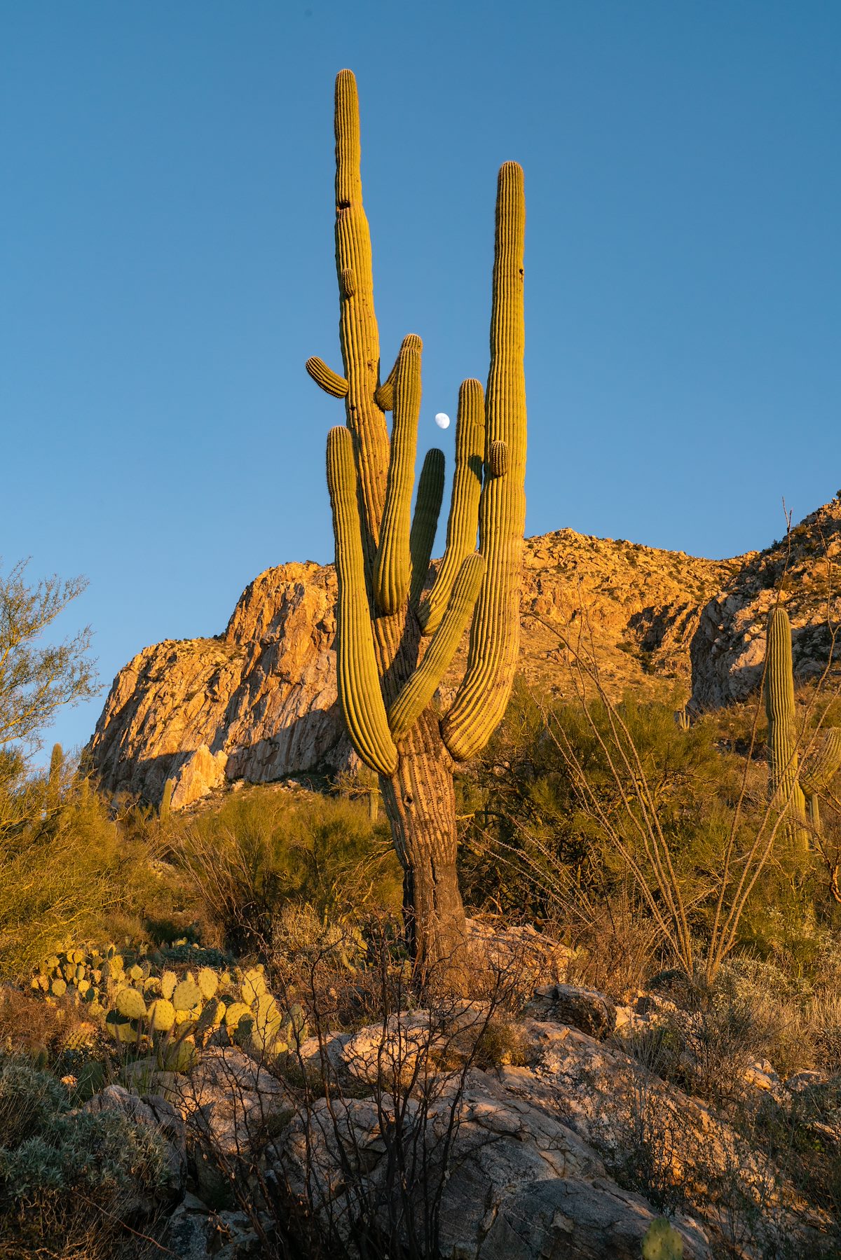 2018 December Saguaro and Moon 01