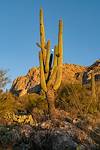 2018 December Saguaro and Moon 01