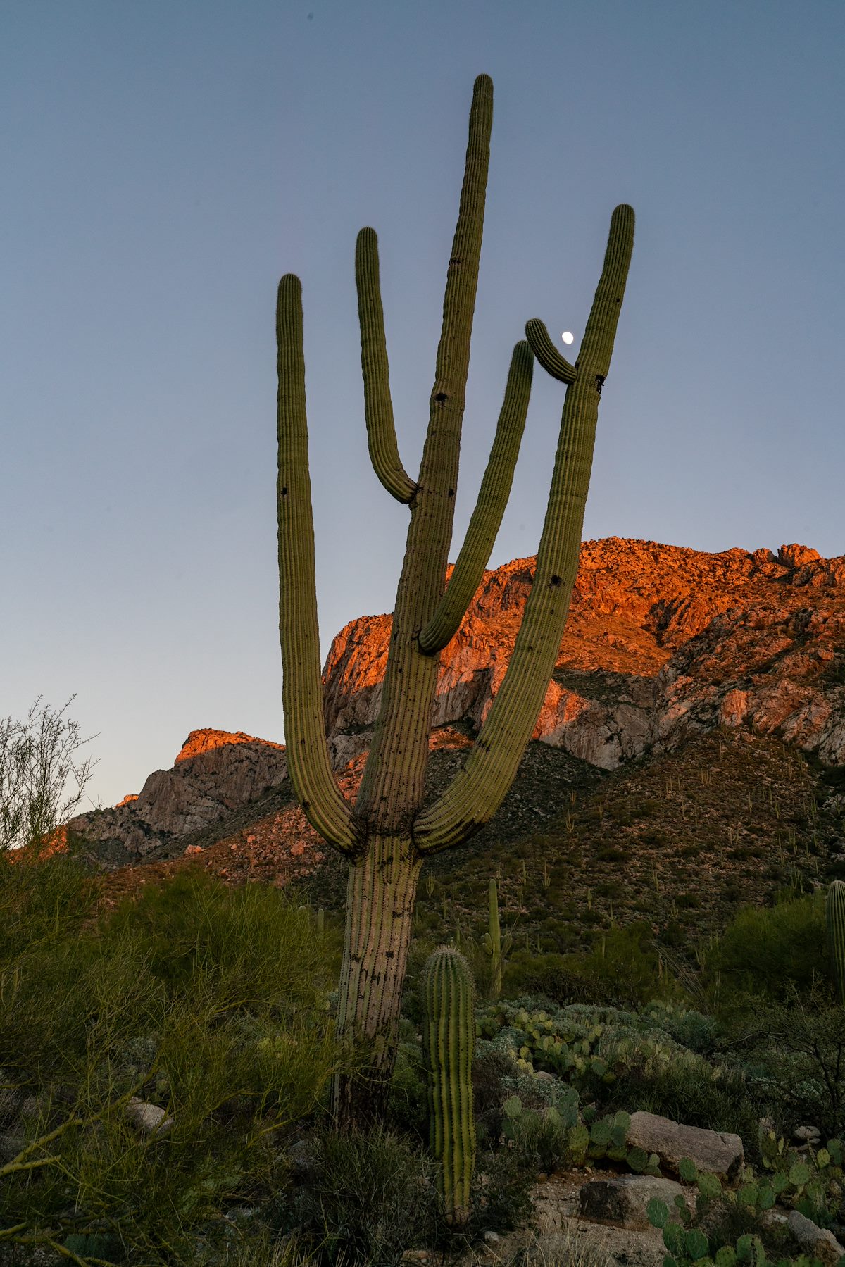 2018 December Saguaro Moon 02