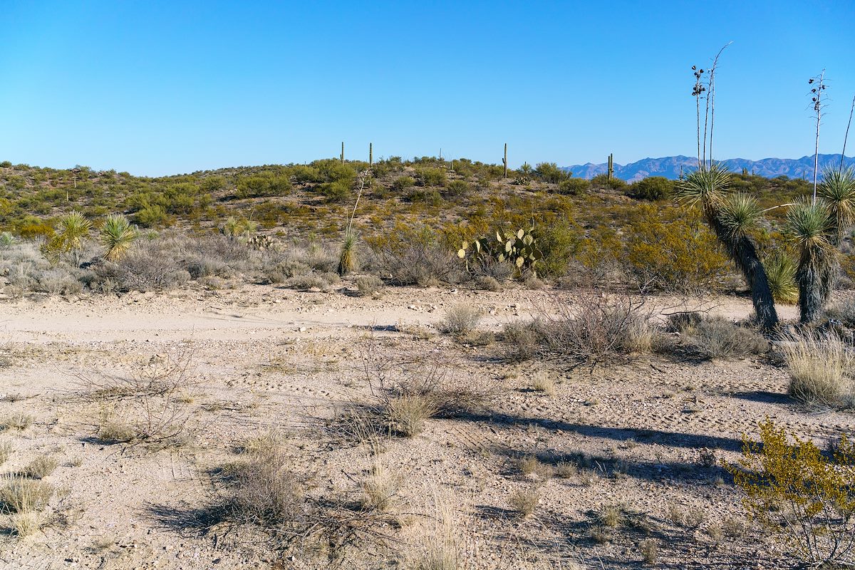 2018 February Crossing the Brush Corral Road on or near the Sunzia Route