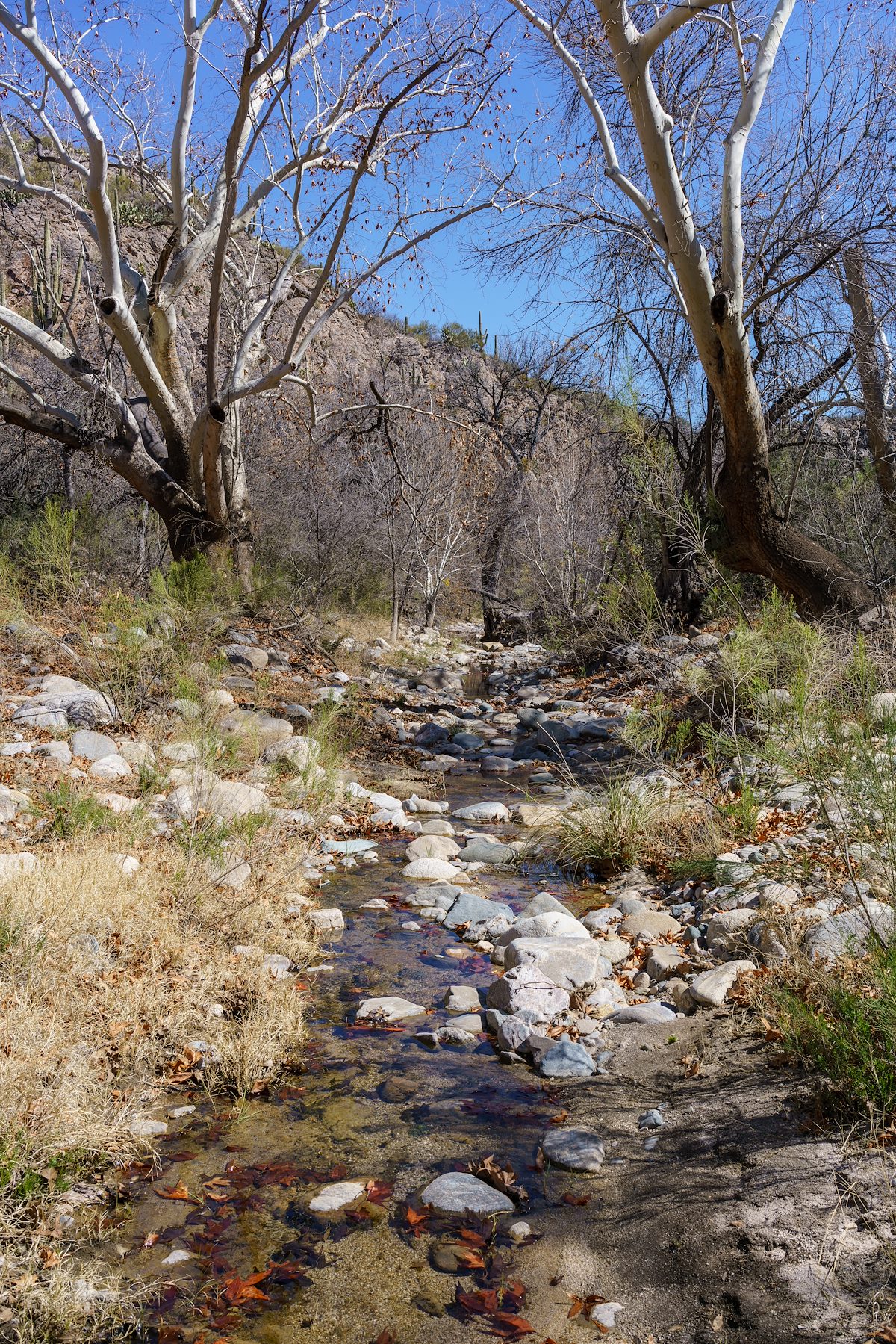 2018 February Fallen Leaves and Flowing Water in Edgar Canyons