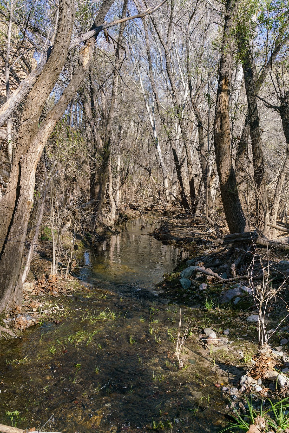 2018 February Flowing Water in Buehman Canyon