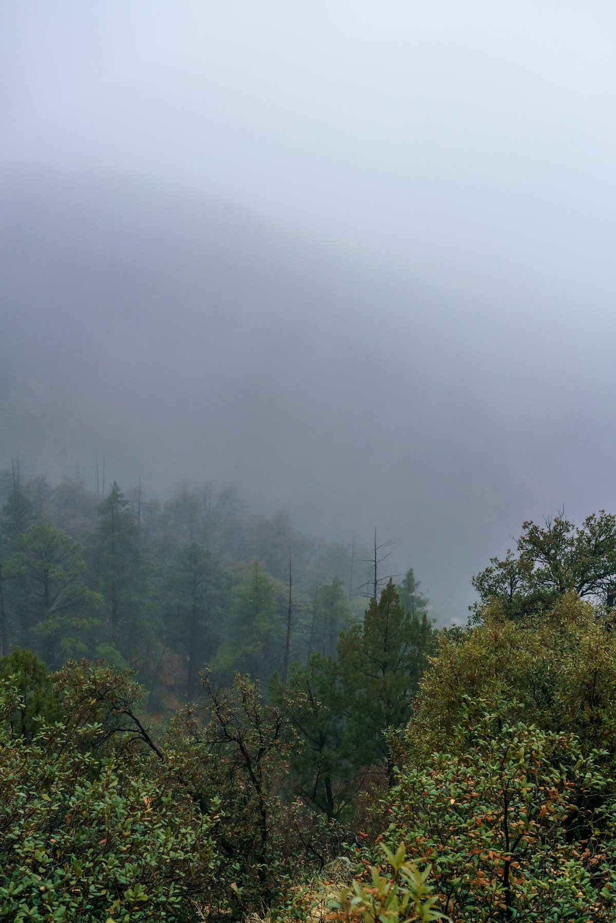 2018 February Looking off into the clouds near the current end of the Knagge Trail
