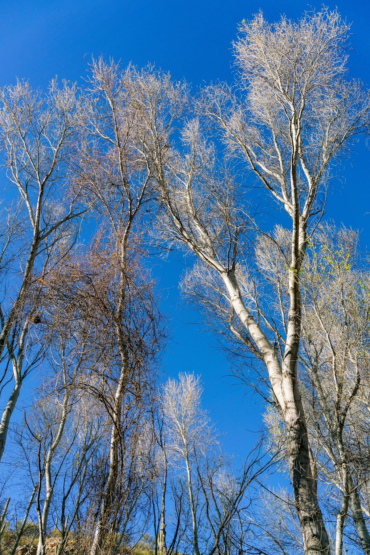 2018 February Looking up a the sky above Buehman Canyon along the SunZia Route