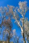 2018 February Looking up a the sky above Buehman Canyon along the SunZia Route
