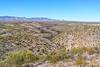 2018 February Looking up Edgar Canyon with the Santa Catalina Mountains in the Background