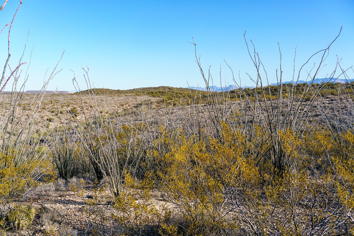 2018 February Ocotillo and Creosote on the SunZia Route