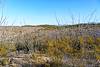 2018 February Ocotillo and Creosote on the SunZia Route
