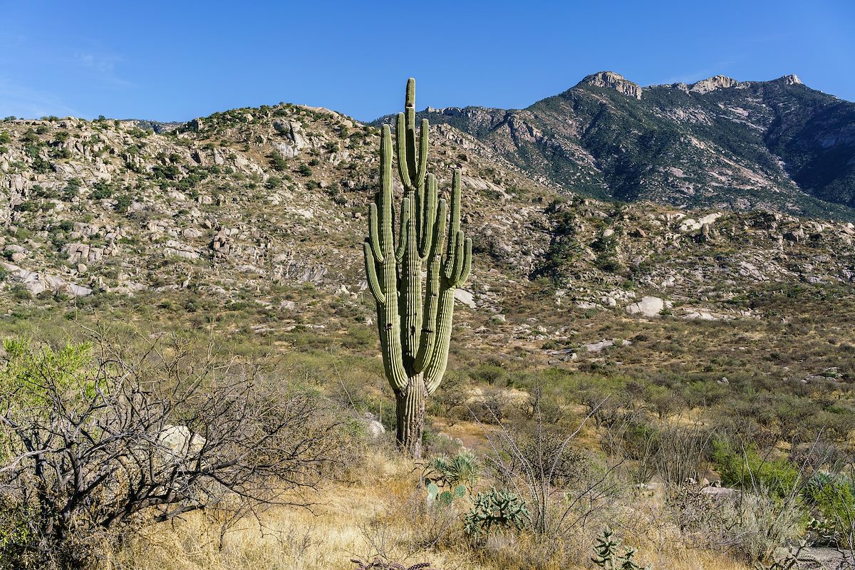 2018 February Saguaro with Point 4535 and Samaniego Ridge in the Background