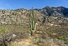 2018 February Saguaro with Point 4535 and Samaniego Ridge in the Background