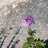 2018 February Verbena in Buehman Canyon