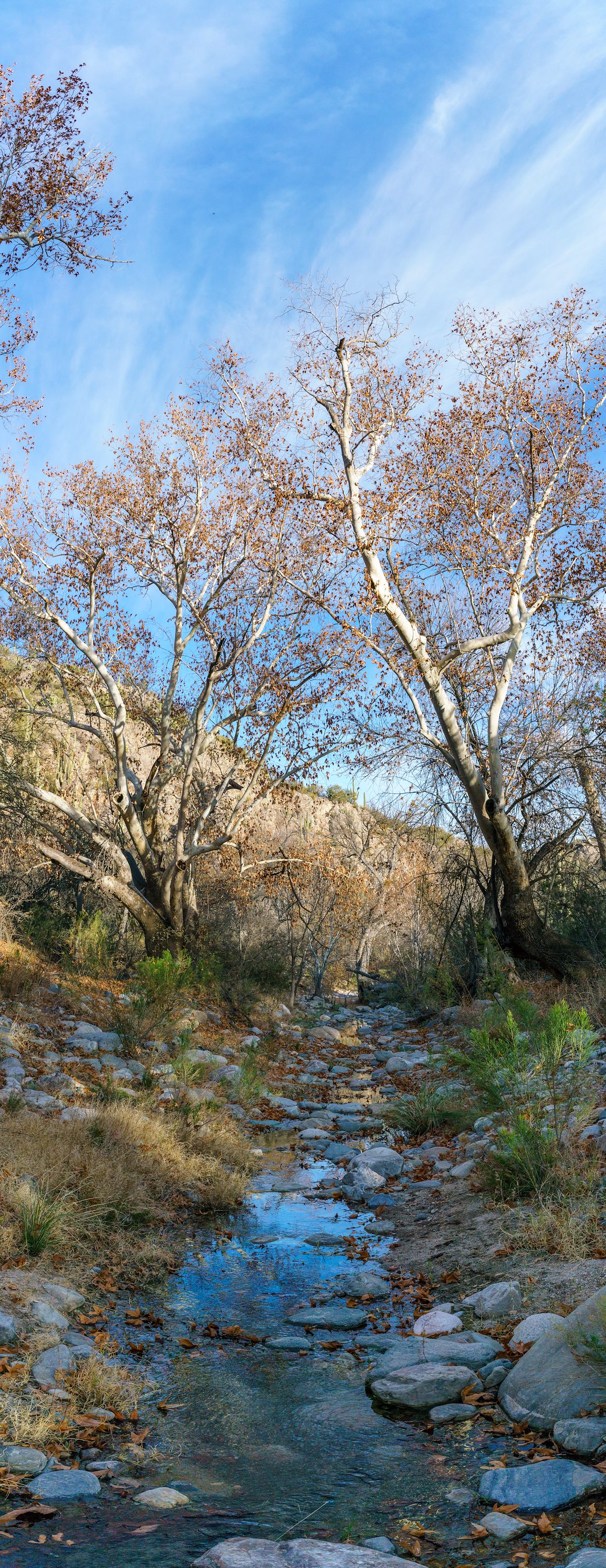 2018 January Below the Spring in Edgar Canyon