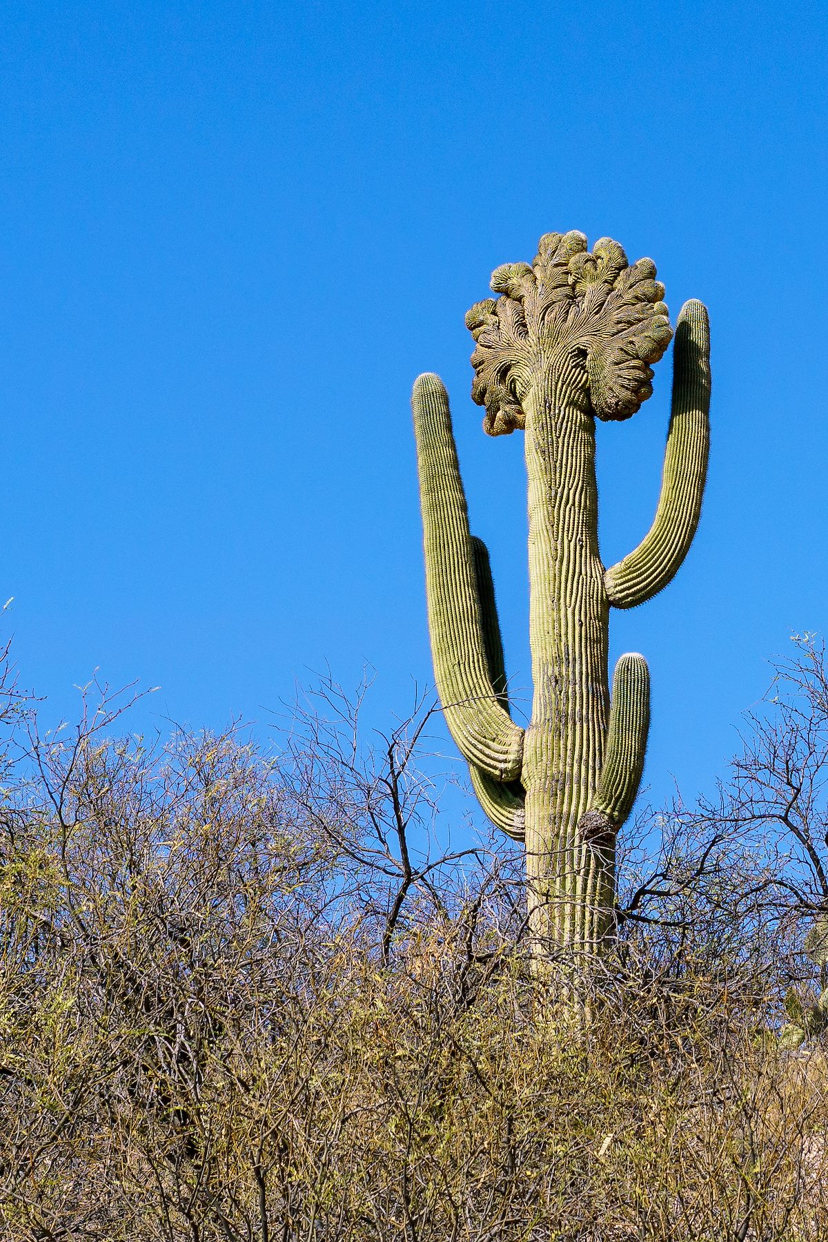 2018 January Crested Saguaro