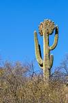 2018 January Crested Saguaro