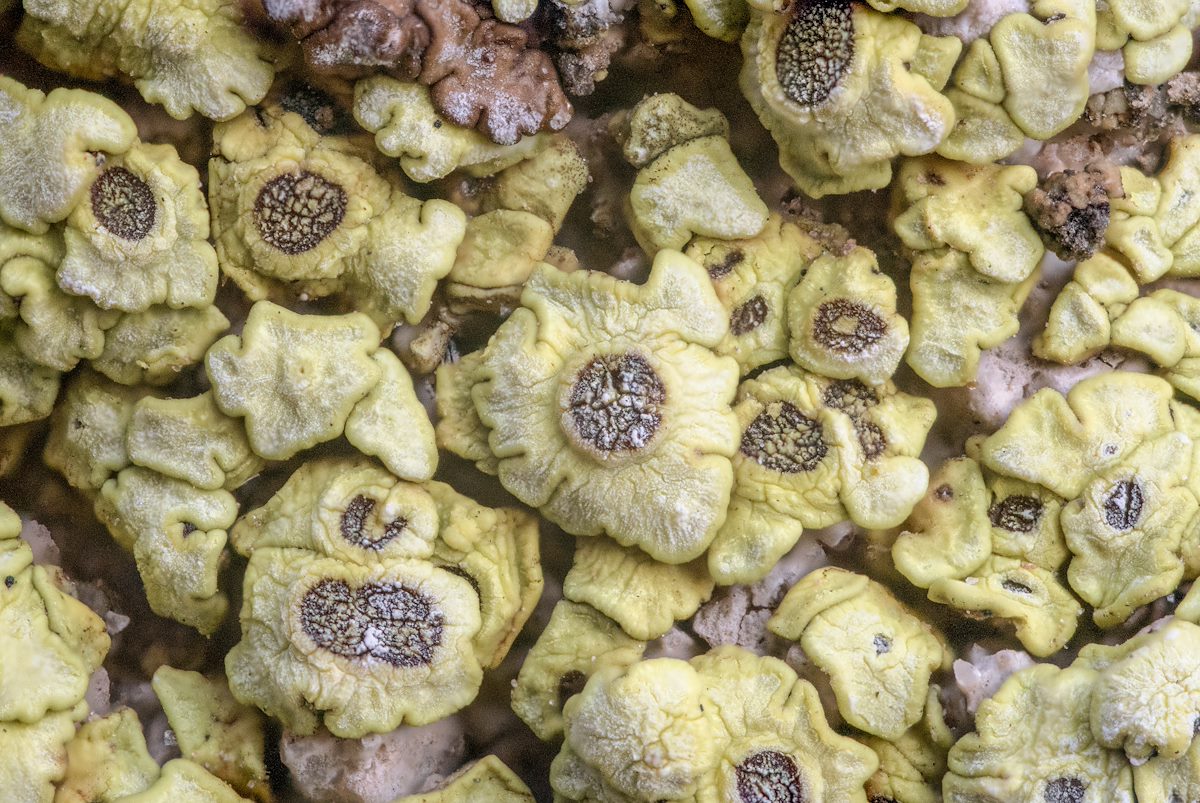 2018 January Lichen Closeup