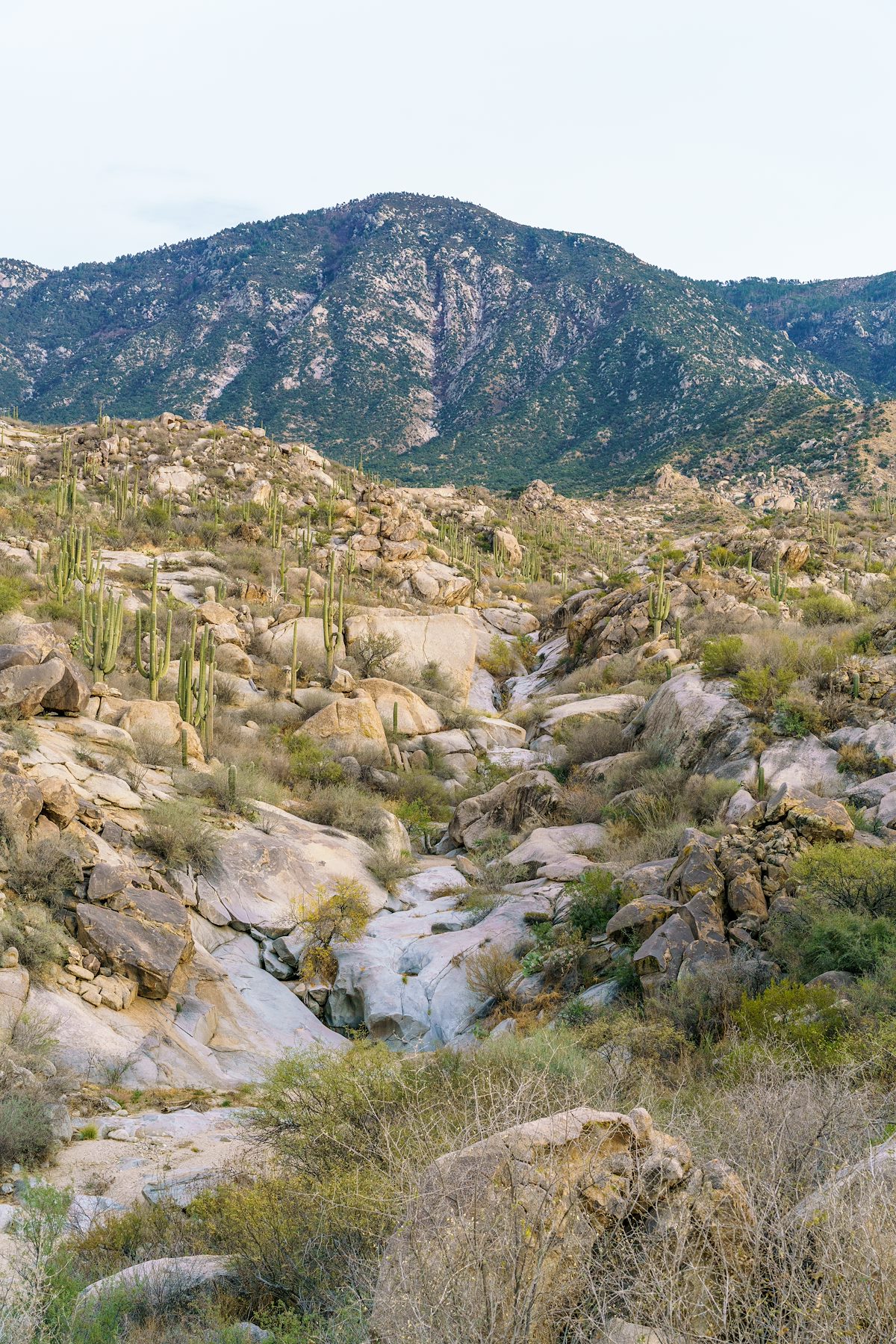 2018 January Looking up at Samaniego Ridge