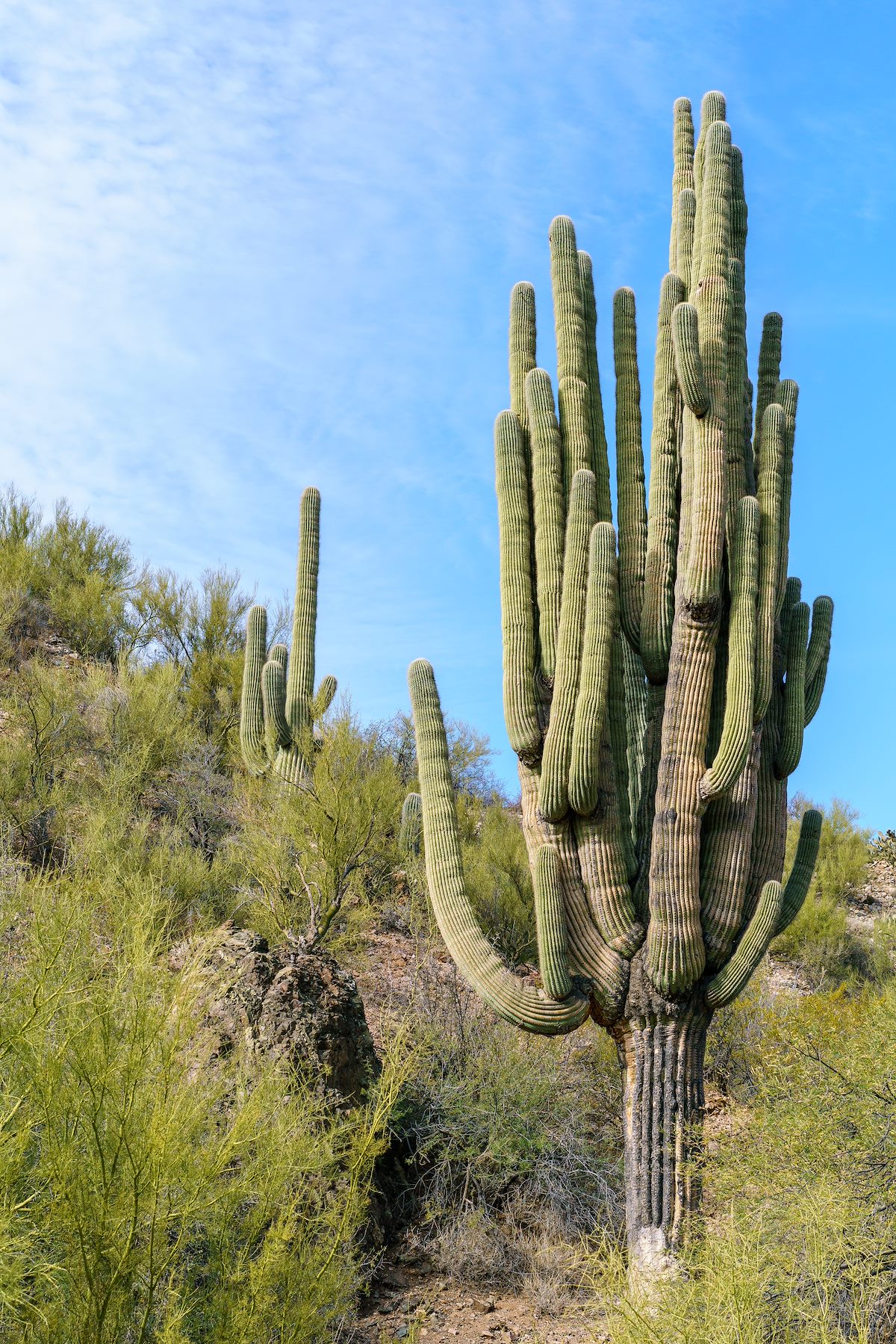 2018 January Saguaro in Edgar Canyon