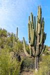2018 January Saguaro in Edgar Canyon
