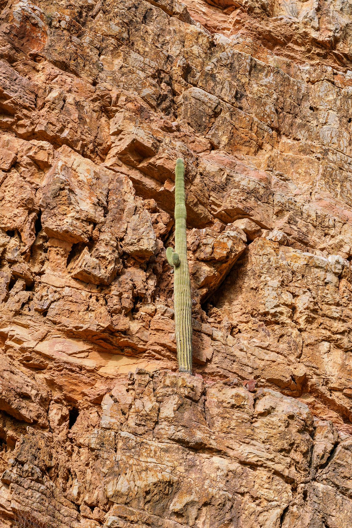 2018 January Saguaro