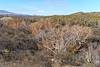2018 January Sycamore and Saguaro in Edgar Canyon