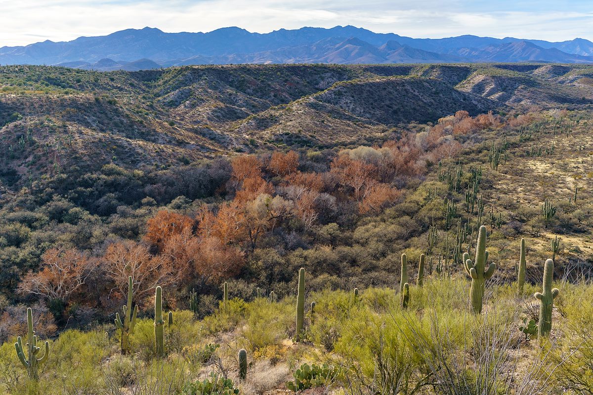 2018 January Sycamores and Saguaros in Edgar Canyon
