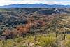 2018 January Sycamores and Saguaros in Edgar Canyon