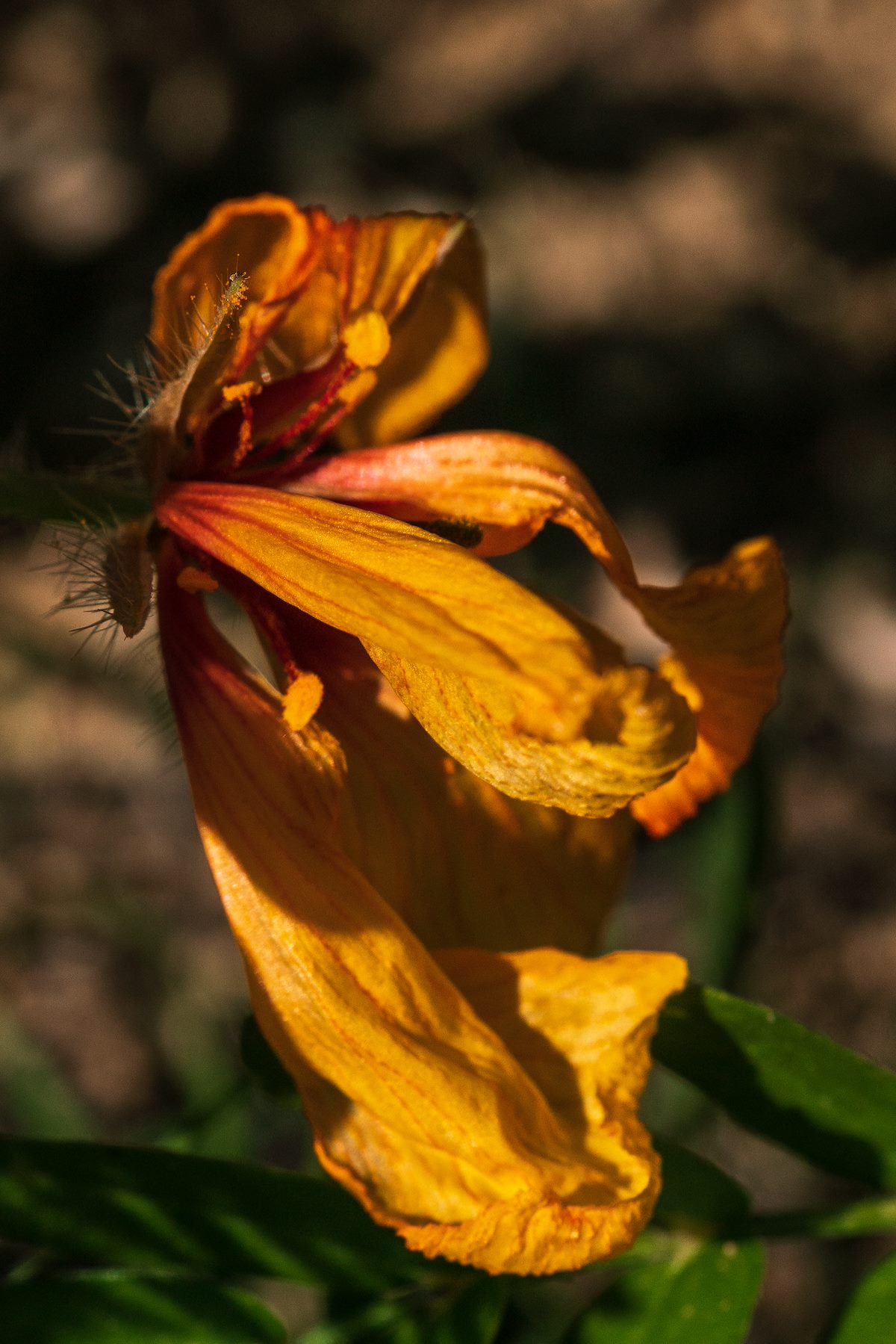 2018 July Arizona Poppy 01