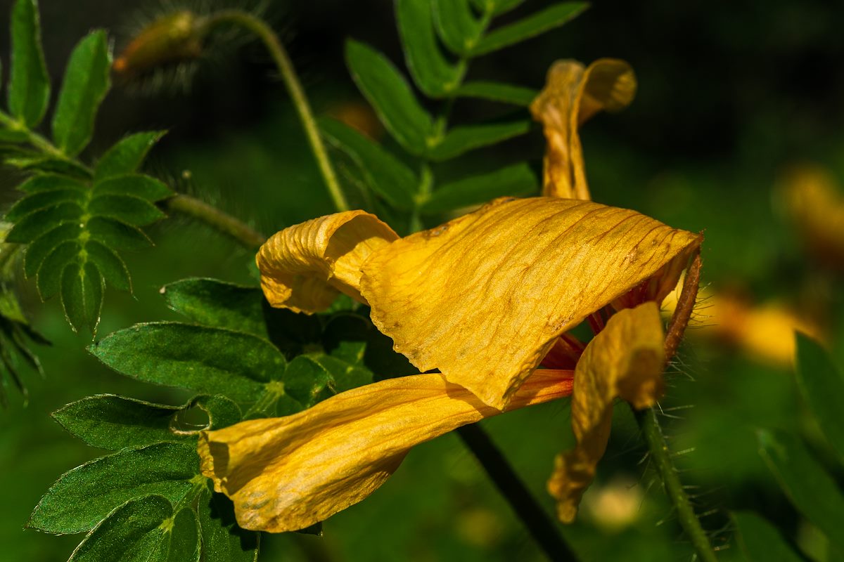 2018 July Arizona Poppy 03