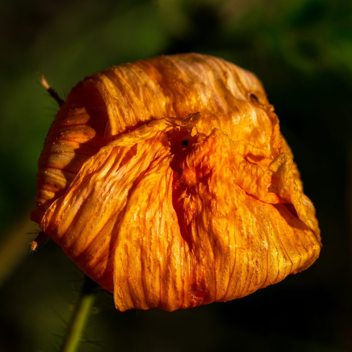 2018 July Arizona Poppy 04