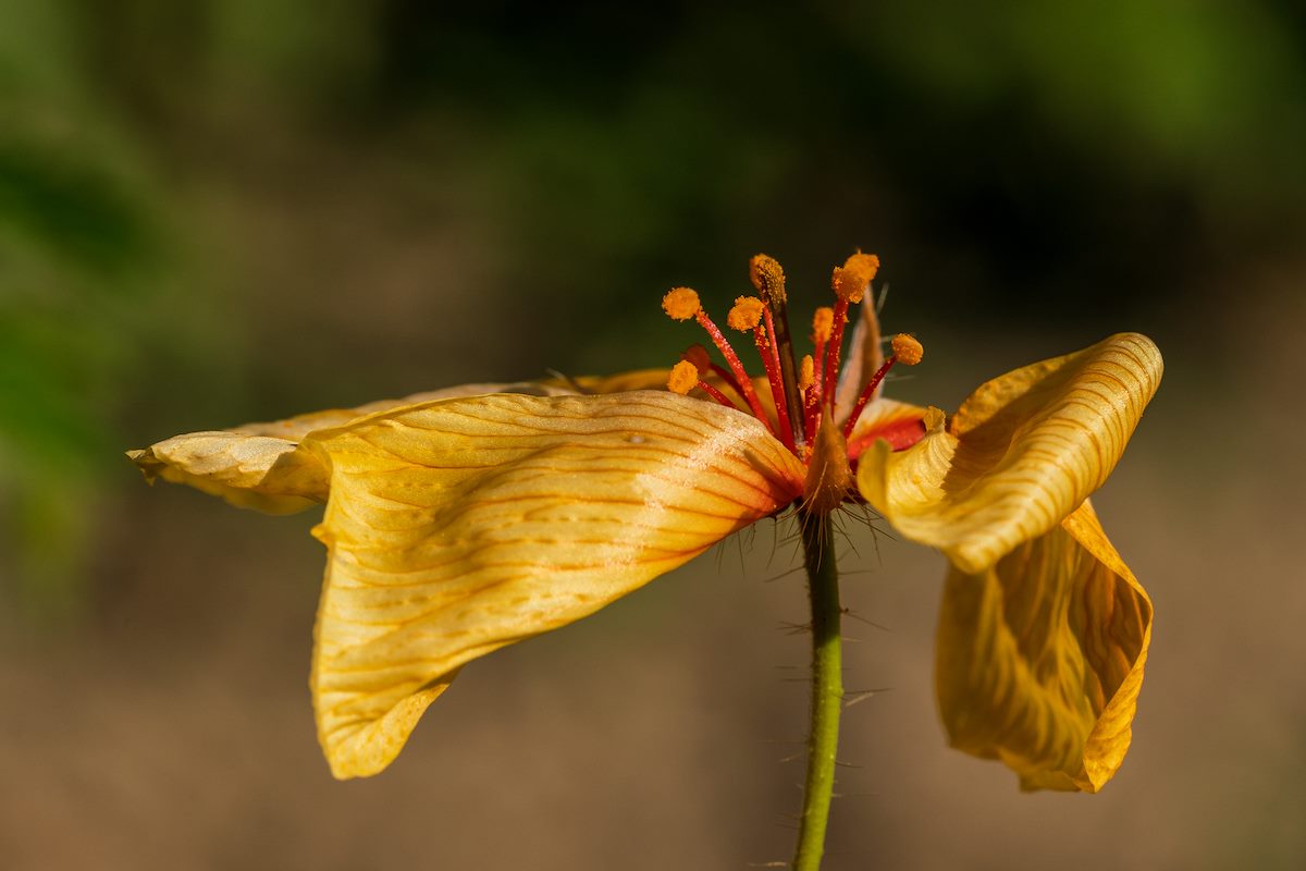 2018 July Arizona Poppy 05