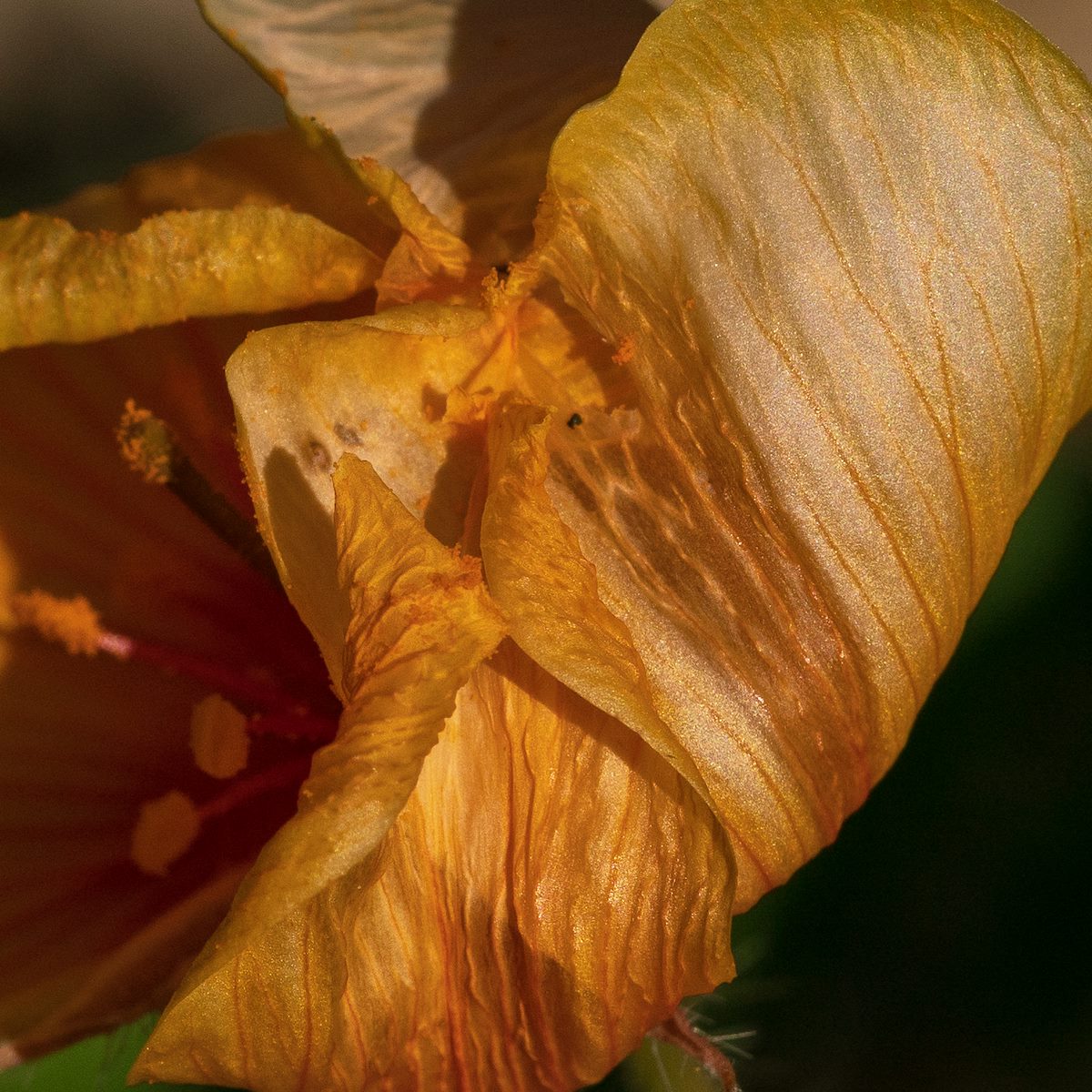 2018 July Arizona Poppy 06
