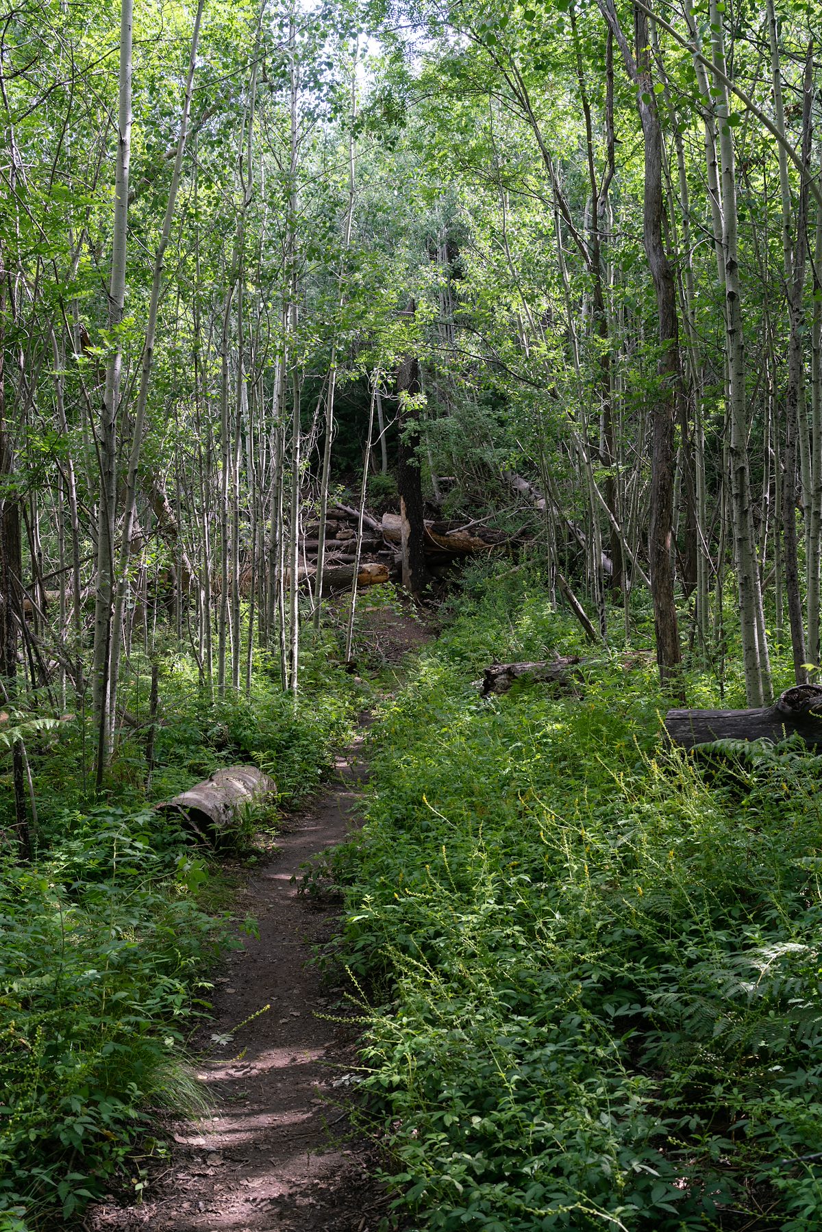 2018 July Aspen Trail