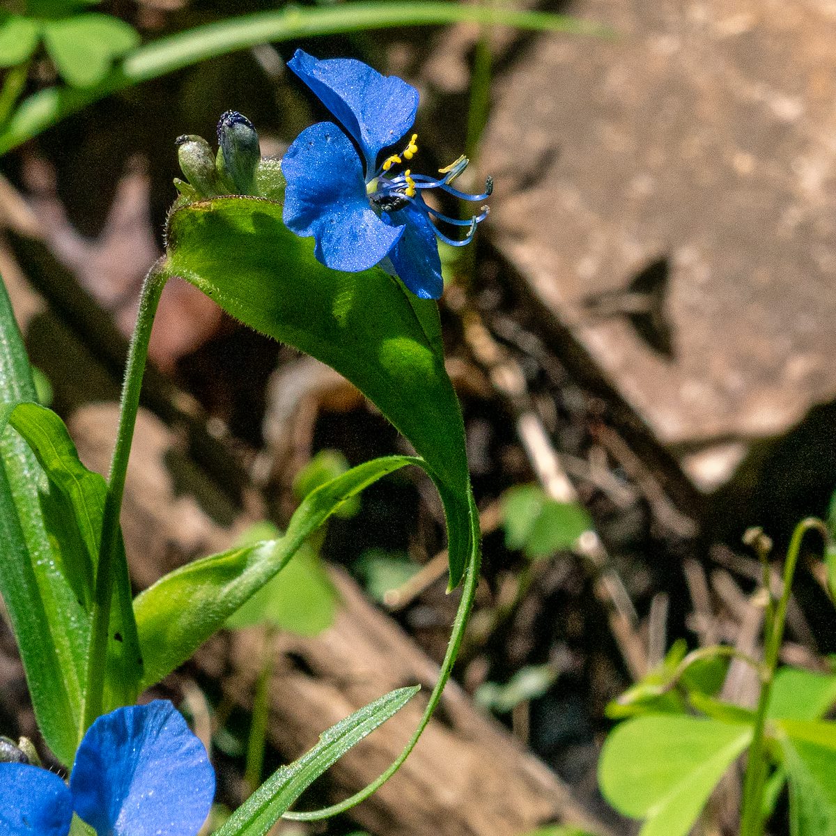 2018 July Birdbill Day Flower on the 1918 Trail