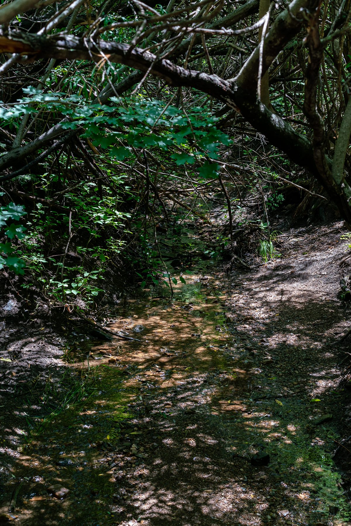 2018 July Bridge near the Sunset Trailhead
