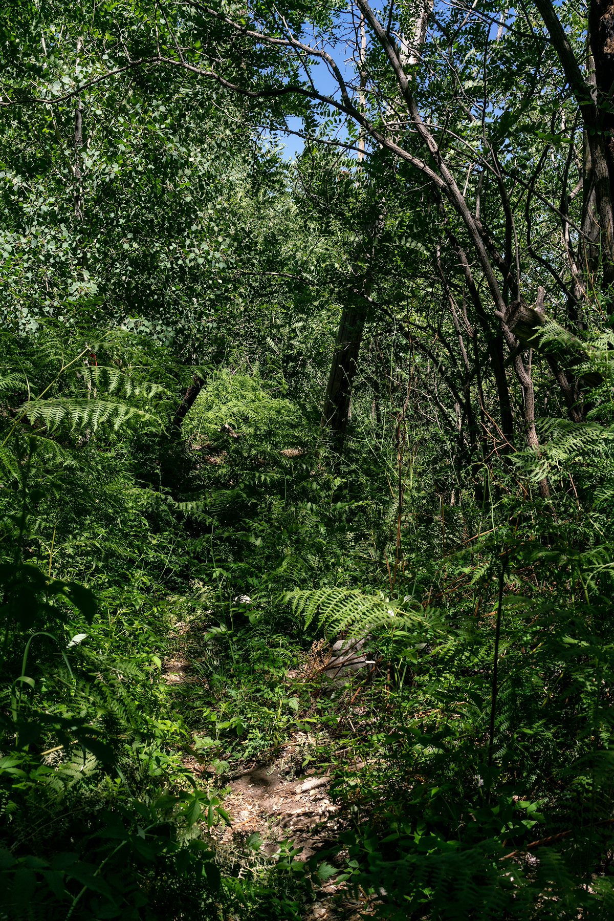 2018 July Carter Canyon Trail