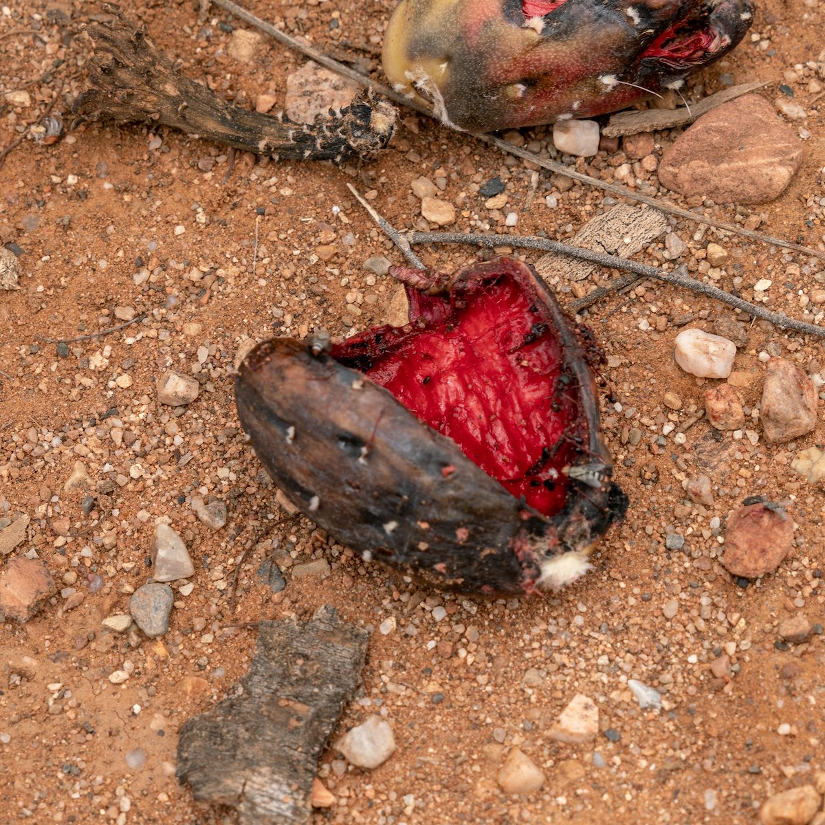 2018 July Fallen Saguaro Fruit along the SunZia Route