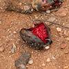 2018 July Fallen Saguaro Fruit along the SunZia Route