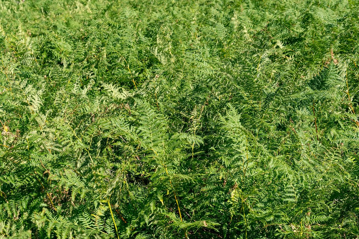 2018 July Ferns along the Mint Spring Trail