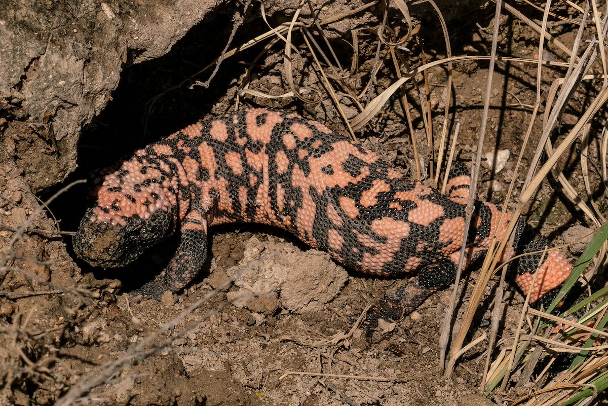 2018 July Gila Monster on the side of Peck Canyon