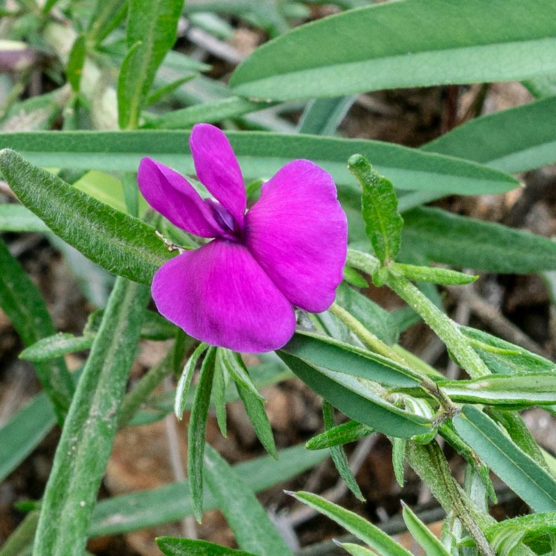 2018 July Long-Leaf Cologania