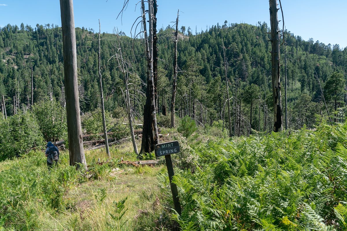 2018 July Mint Spring