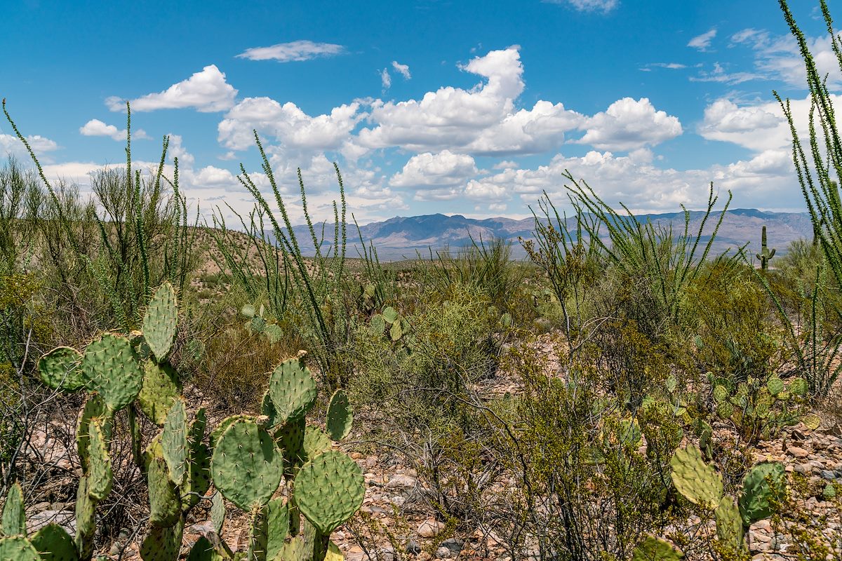 2018 July Point 3287 Near Peck Spring