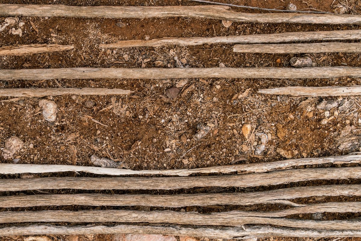 2018 July Saguaro Ribs along the SunZia Route North of Edgar Canyon
