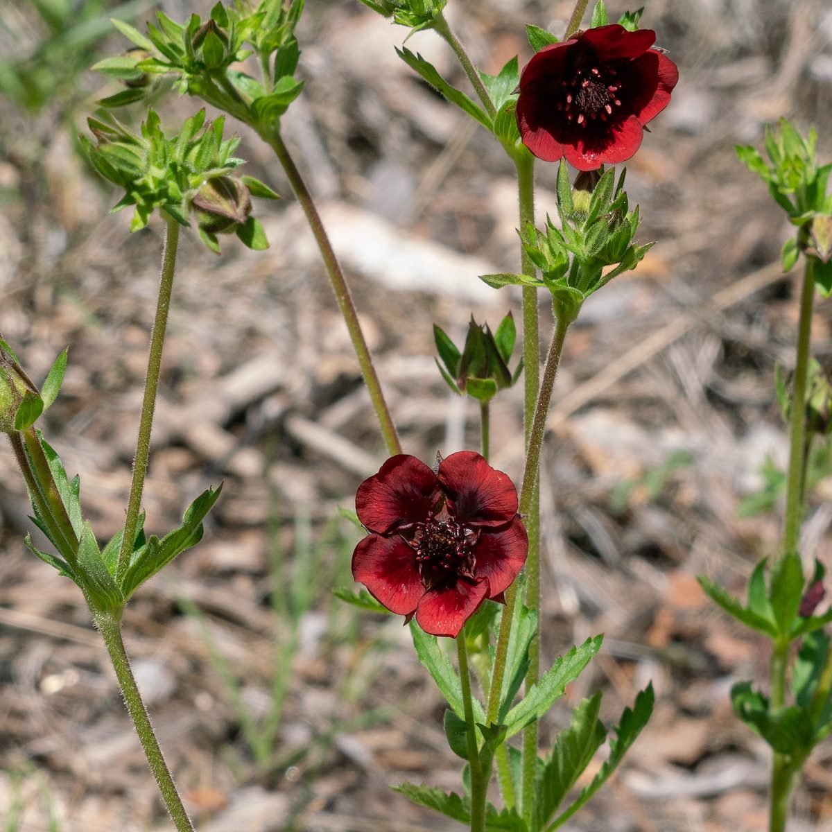 2018 July Scarlet Cinquefoil on the Mint Spring Trail
