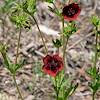 2018 July Scarlet Cinquefoil on the Mint Spring Trail